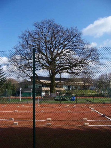 Bild 1 von Eiche am Tennisplatz